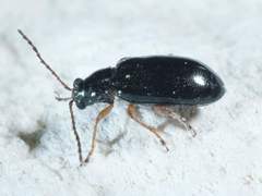 Lysathia ludoviciana