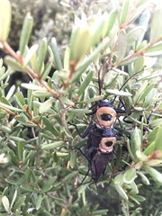 Thaumatoperla alpina