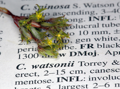 Chorizanthe watsonii