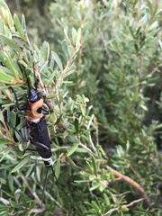 Thaumatoperla alpina