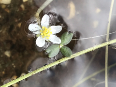 Ranunculus lobbii