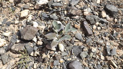 Astragalus monophyllus