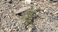 Anabasis brevifolia