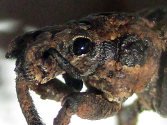 Microcerinae