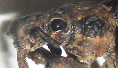 Microcerinae
