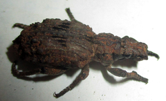 Microcerinae