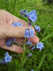 Cynoglossum amabile