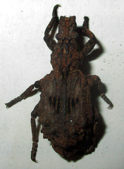 Microcerinae
