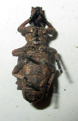 Microcerinae