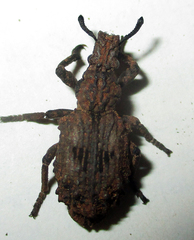 Microcerinae