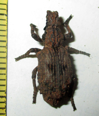 Microcerinae