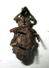 Microcerinae