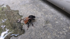 Bombus bicoloratus