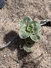 Penstemon albomarginatus
