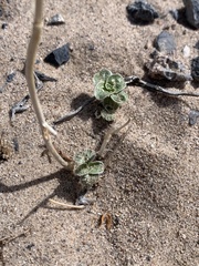 Penstemon albomarginatus