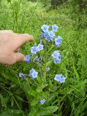 Cynoglossum amabile