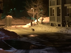 Canis latrans lestes