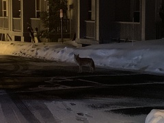 Canis latrans lestes