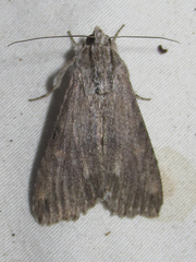 Melipotis acontioides