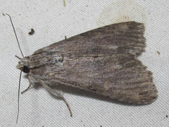 Melipotis acontioides