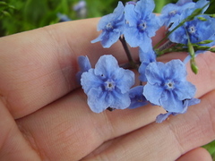 Cynoglossum amabile