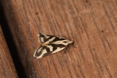 Epithymema incomposita