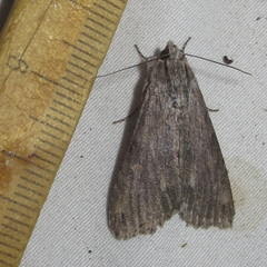 Melipotis acontioides