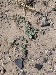 Penstemon albomarginatus