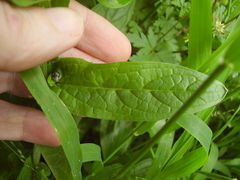 Cynoglossum amabile