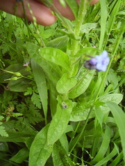 Cynoglossum amabile