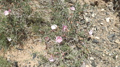 Convolvulus gortschakovii