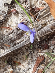 Comesperma volubile