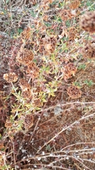 Eriogonum parvifolium