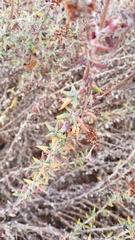 Eriogonum parvifolium