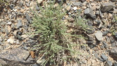Reaumuria songarica