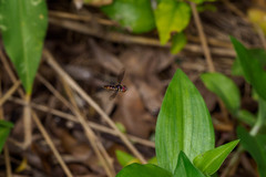 Ocyptamus antiphates