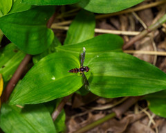 Ocyptamus antiphates