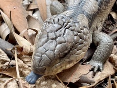 Tiliqua