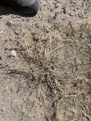 Penstemon albomarginatus