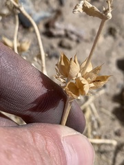 Penstemon albomarginatus