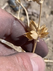 Penstemon albomarginatus
