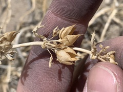 Penstemon albomarginatus