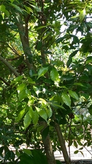Lithocarpus konishii