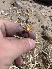 Penstemon albomarginatus