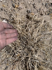 Penstemon albomarginatus