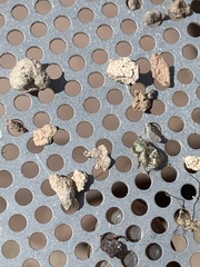 Miloderes amargosensis