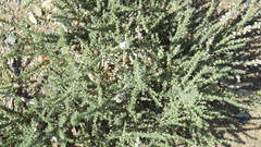 Reaumuria songarica