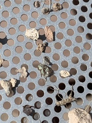 Miloderes amargosensis