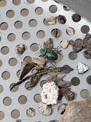 Miloderes amargosensis