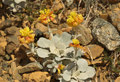 Eriogonum alpinum
